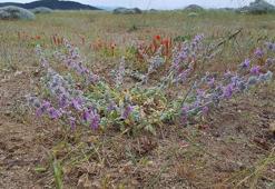 Ayvalık’ta, tüylüçay grubuna ait yeni endemik bitki bulundu