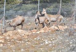 Spil Dağı Milli Parkı'nda 9 kızıl geyik doğaya salındı
