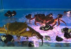 Su kaynaklarındaki istilacı zebra midyeleri, tatlı su yengecini yok edecek