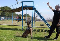 'Hassas burun' köpekler aslında uyuşturucuyu değil, topunu arıyor