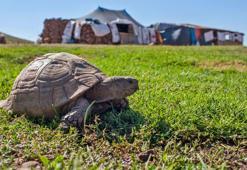'Kış uykusundan uyanan ve göç eden hayvanlar soğuğa dayanamazlarsa tabiattan silinecekler'