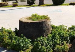 İzmir'de Kültürpark'taki kuruyan 72 palmiye ağacı kesildi