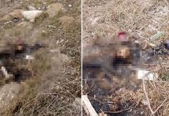 Eskişehir'de bir kedi yakılarak öldürüldü