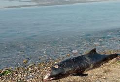 Bursa'da ölü bir yunus daha sahile vurdu