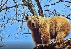 Kış uykusundan uyanan ve kulağı kırık olan bozayıyı görüntüledi