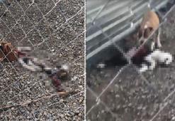 Bakım merkezinde köpeklerin açlıktan birbirini parçaladığı iddiasına soruşturma