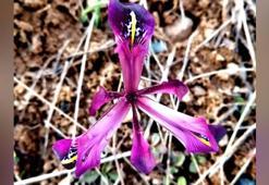 Kayseri'de yetişen 'kır navruzu' çiçek açtı