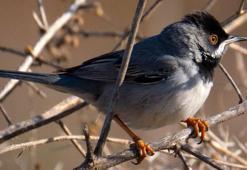 Antalya'da 3 günde 120 tür kuş gözlemlendi