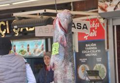 Balıkçının ağına, 40 kiloluk yayın balığı takıldı