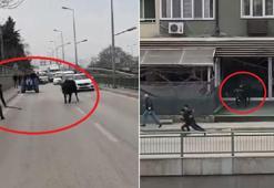 Kaçan boğa ortalığı birbirine kattı