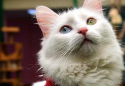 Birinci seçilen Van kedisi Mia madalyasıyla ziyaretçilere poz verdi