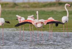 Tuz Gölü'nün misafirleri flamingolar gelmeye başladı