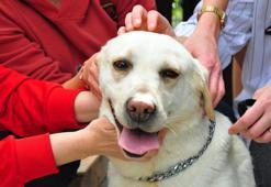 TSK'nın bomba arama köpeği Afi öğrencilerin 'can dostu' oldu