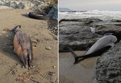 Sürmene sahiline 2 ölü yunus daha vurdu