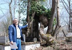 Üzerinde 'Allah' yazan çınar, 'Mistik Anıt Ağaç' olarak tescillendi