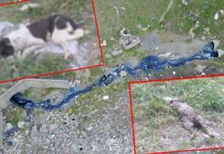 Alibeyköy Barajı'na giden dere 'zehir' akıyor; 'hayvanlar öldü' iddiası