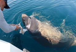 Saros Körfezi'nde yarım tonluk köpek balığı yakaladılar
