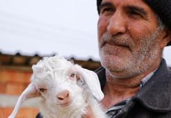 Ankara keçisinde destek projeleri sonuç verdi, sayı ve verim yükseldi