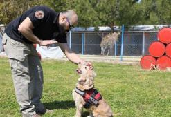 Evde süs köpeğiyken emniyette 'hassas burun' oldu