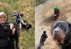 Köpeğe şiddet uygulayanı engelleyen kadın: Gözüm karardı, 'gel bana vur' dedim
