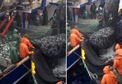 Ege Denizi'nde ağlar balıkla doldu