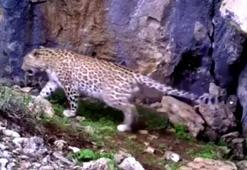 CHP'li Barut'tan Toroslar'da görülen Anadolu leoparı için uyarı