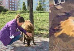 Köpeklerin zehirli etle öldürülmesine tepki