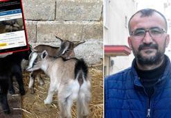 Cüce keçisini internetten satmak isterken 'hayvan tacizcisi' oldu