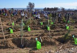 Manavgat küllerinden doğuyor, kızılçam tohumları filizlendi