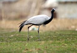 Van Gölü Havzası'nda 2 telli turna görüntülendi