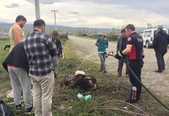 Rögara düşen yavru mandayı itfaiye kurtardı
