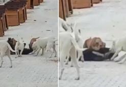 Barınaktaki yasaklı ırk köpekler birbirine saldırdı
