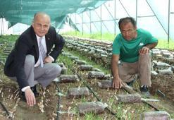 Mersin'de serada kuzugöbeği mantarı üretildi