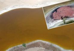 Her yıl pembeye bürünen göl, kahverengi oldu