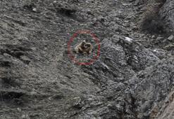 Kış uykusundan uyanan bozayı yavrularını birbirleriyle oynarken görüntüledi