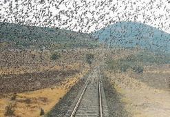 Raylar üzerindeki sığırcık sürüsünü fotoğrafladı