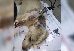 Köpeğe demir tasma ile 'işkence'