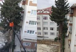 Avcılar'da yıkım sırasında ağaç kesimine tepki