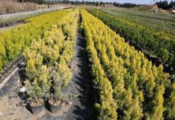 Yanan orman alanlarının yeniden yeşillendirilmesi için 2 milyon fidan