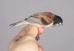 'Karabaşlı çulha' Türkiye'de ilk kez görüldü