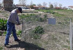 Bahçede bulunan kırmızı orman karıncası yuvası, korumaya alındı