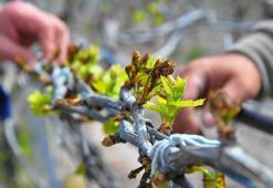 Manisa'da üzüm bağlarını don vurdu; 1500 dekar alan zarar gördü