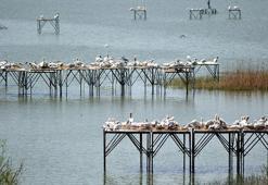 Manyas Kuş Cenneti'nde, kuluçka heyecanı