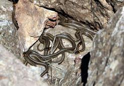 Sürü halindeki yılanları görüntülediler