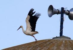 Yarıköy'ün misafiri leylekler geldi