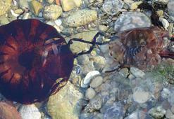 Çanakkale Boğazı'nda zehirli denizanaları görüldü, uzmanı uyardı