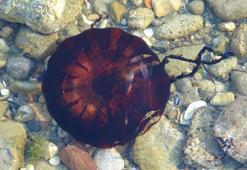 Çanakkale Boğazı'nda zehirli denizanaları görüldü, uzmanı uyardı
