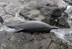 Karadeniz’de 3 ayda 33 ölü yunus karaya vurdu