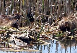 Su maymunları 3 nilüfer türünü ortadan kaldırdı, çeltiklere zarar verdi