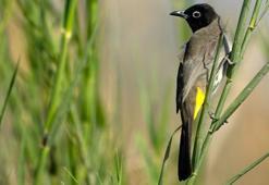 Zeytinpark, göçmen kuşların yuvası oldu